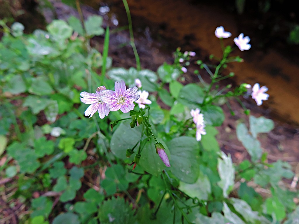 Roze Winterpostelein [10496] 22-jun-2014 (de Wildernis, Enschede).JPG - Roze winterpostelein [Claytonia sibirica]